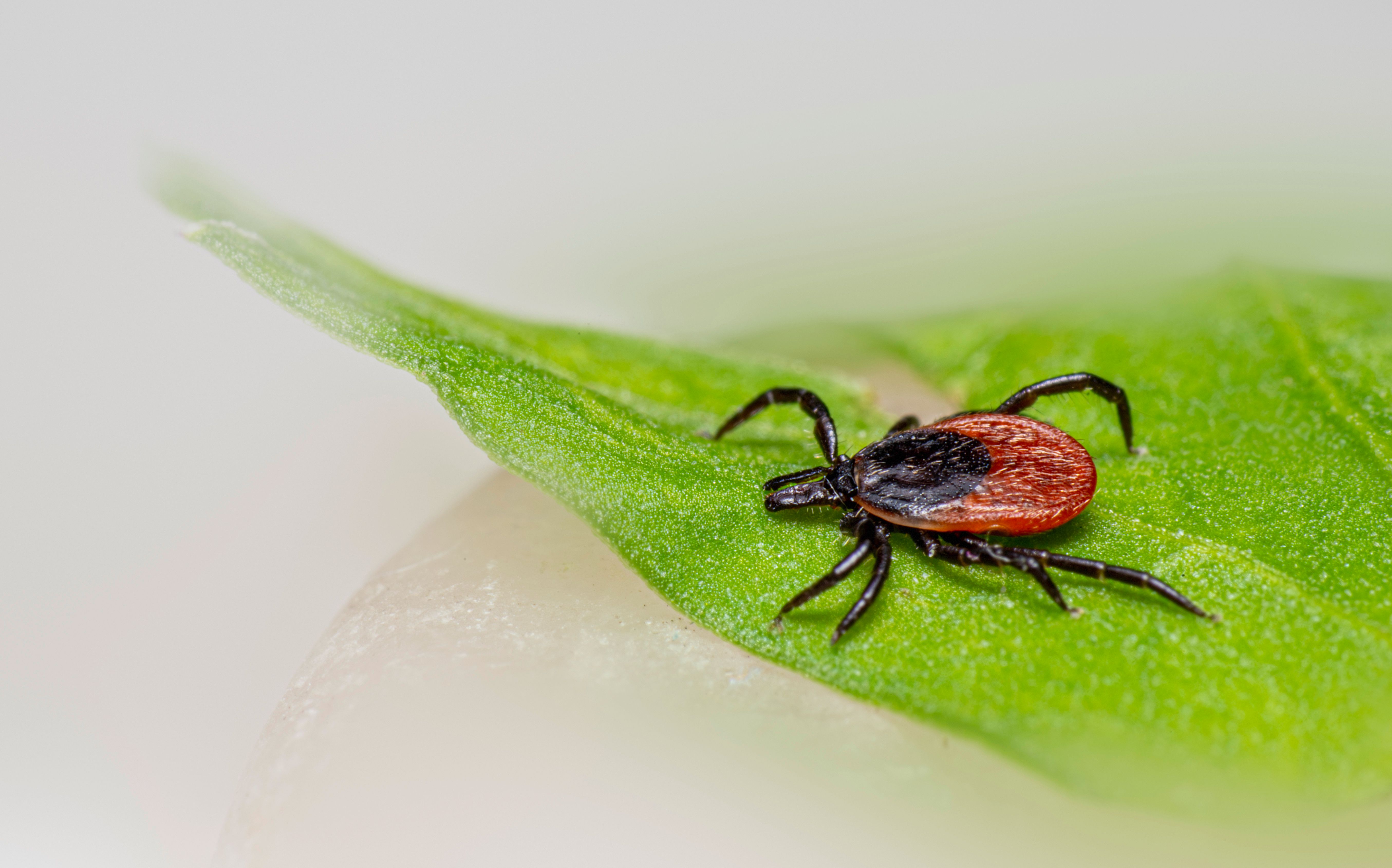 Parasite Outbreak Hits 1,000+ Cases: Commodity Markets Brace